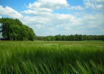 1-66ha-landwirtschaftliche-flaeche-sage Landwirtschaftliche Immobilien und Flächen