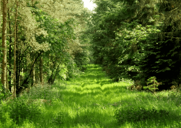 Wald in Hude (Sandersfeld)_bearbeitet (1) (2) (1)